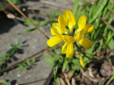 Billede af blomst
